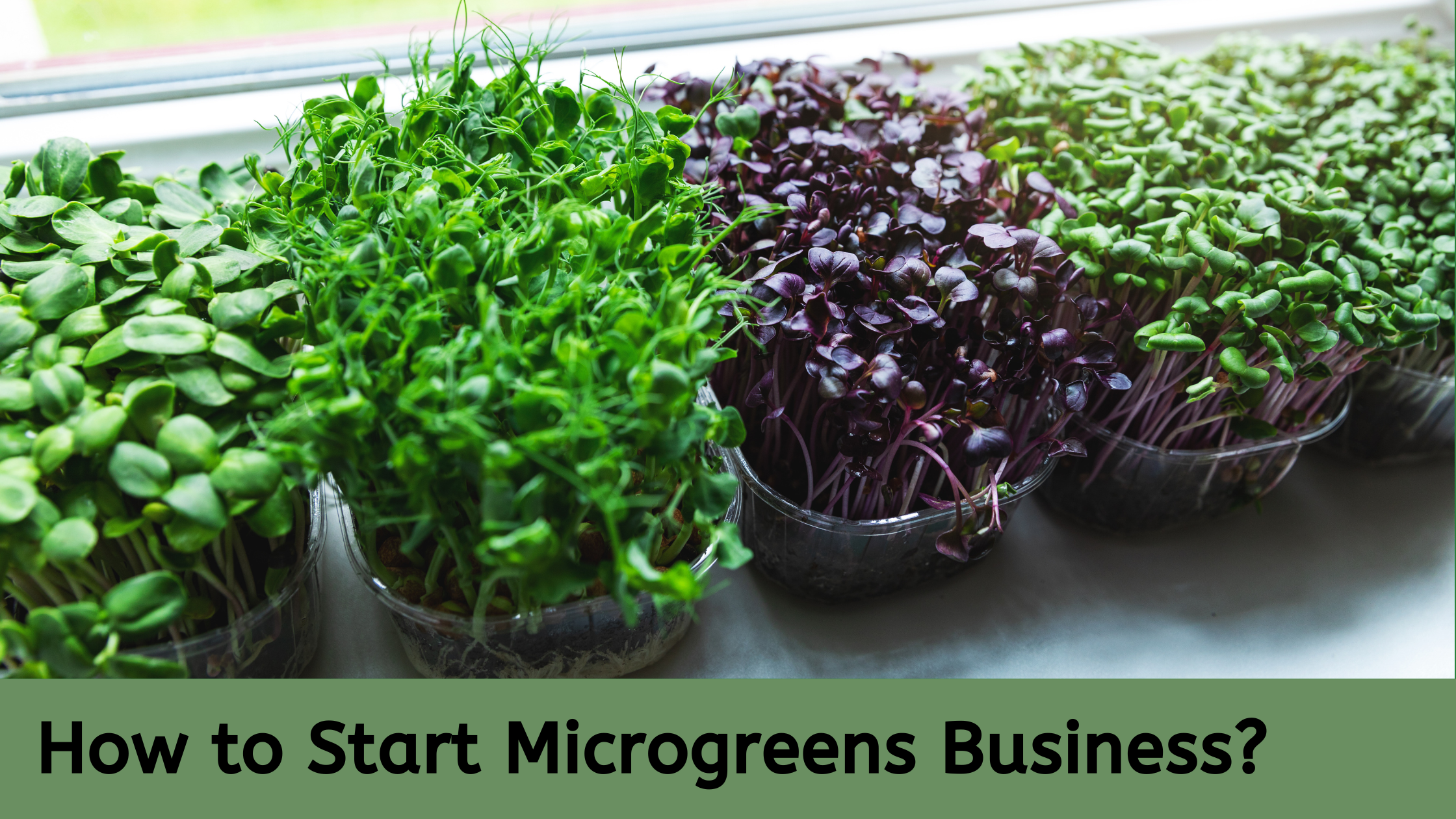 How to Start a Microgreens Business? Sell Microgreens for Profit